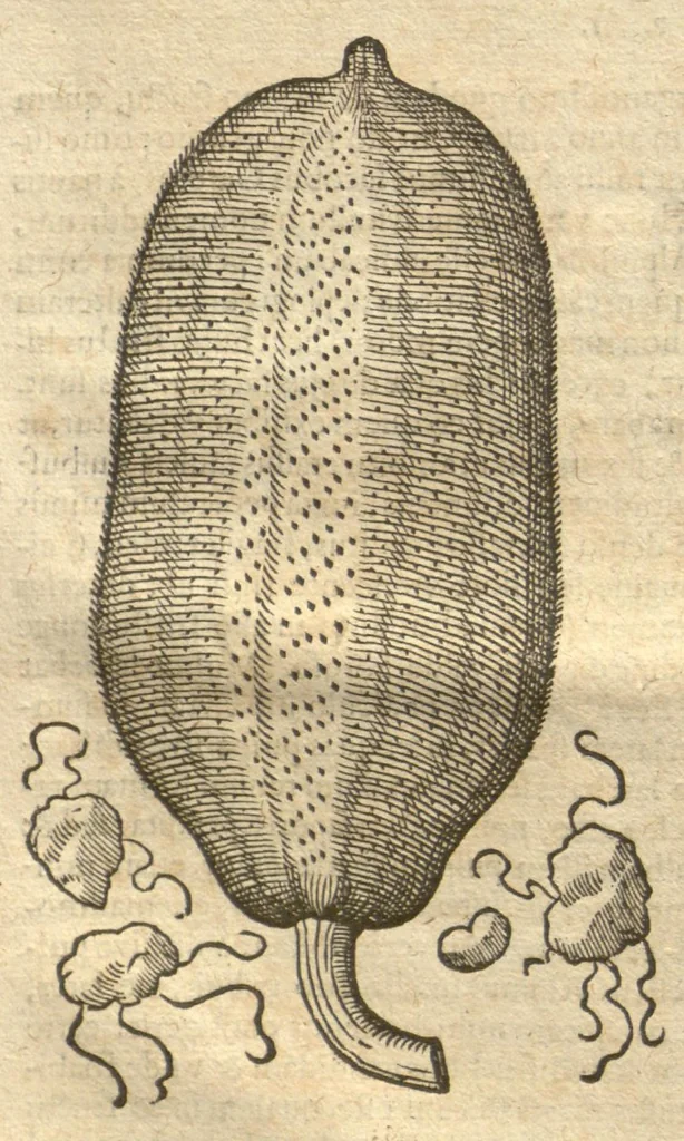 An illustration from Caroli Clvsii Atrebatis ... Exoticorvm libri decem ?quibus animalium, plantarum, aromatum, aliorum que peregrinorum fructuum historiae describuntur /item Petri Bellonii observationes ; eodem Carolo Clusio interprete ; series totius operis post praefationem indicabitur., 1605, leaf 37