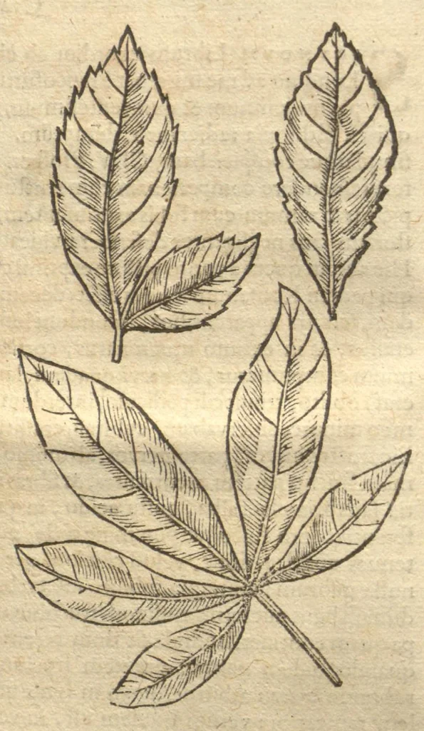 An illustration from Caroli Clvsii Atrebatis ... Exoticorvm libri decem ?quibus animalium, plantarum, aromatum, aliorum que peregrinorum fructuum historiae describuntur /item Petri Bellonii observationes ; eodem Carolo Clusio interprete ; series totius operis post praefationem indicabitur., 1605, leaf 37