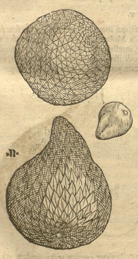 An illustration from Caroli Clvsii Atrebatis ... Exoticorvm libri decem ?quibus animalium, plantarum, aromatum, aliorum que peregrinorum fructuum historiae describuntur /item Petri Bellonii observationes ; eodem Carolo Clusio interprete ; series totius operis post praefationem indicabitur., 1605, leaf 40