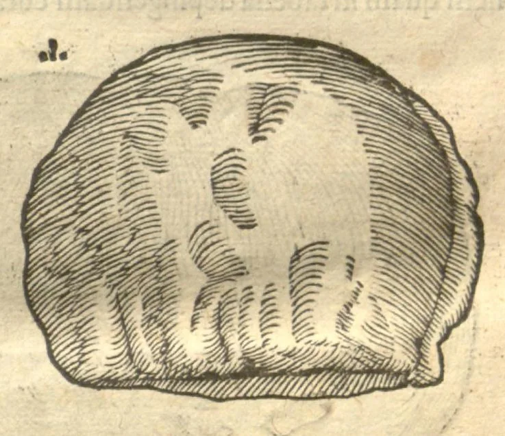 An illustration from Caroli Clvsii Atrebatis ... Exoticorvm libri decem ?quibus animalium, plantarum, aromatum, aliorum que peregrinorum fructuum historiae describuntur /item Petri Bellonii observationes ; eodem Carolo Clusio interprete ; series totius operis post praefationem indicabitur., 1605, leaf 42