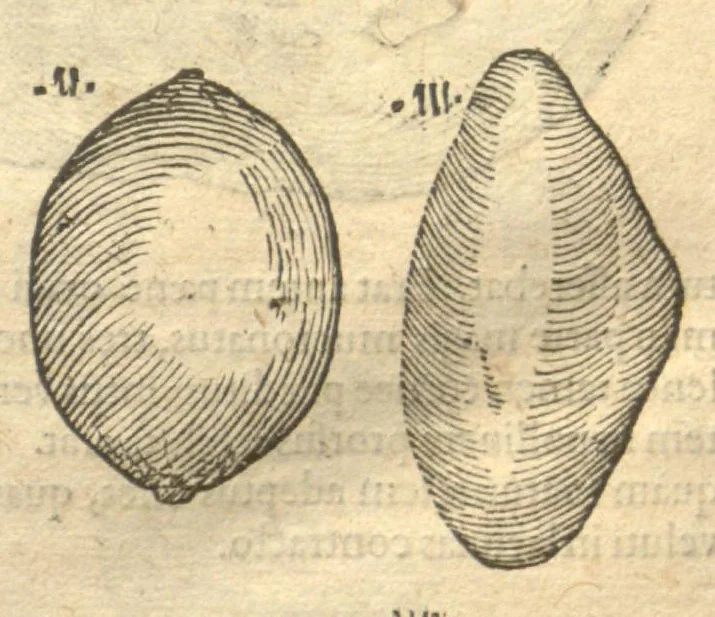 An illustration from Caroli Clvsii Atrebatis ... Exoticorvm libri decem ?quibus animalium, plantarum, aromatum, aliorum que peregrinorum fructuum historiae describuntur /item Petri Bellonii observationes ; eodem Carolo Clusio interprete ; series totius operis post praefationem indicabitur., 1605, leaf 42