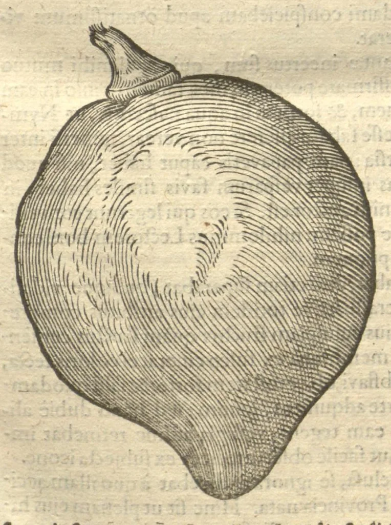 An illustration from Caroli Clvsii Atrebatis ... Exoticorvm libri decem ?quibus animalium, plantarum, aromatum, aliorum que peregrinorum fructuum historiae describuntur /item Petri Bellonii observationes ; eodem Carolo Clusio interprete ; series totius operis post praefationem indicabitur., 1605, leaf 46