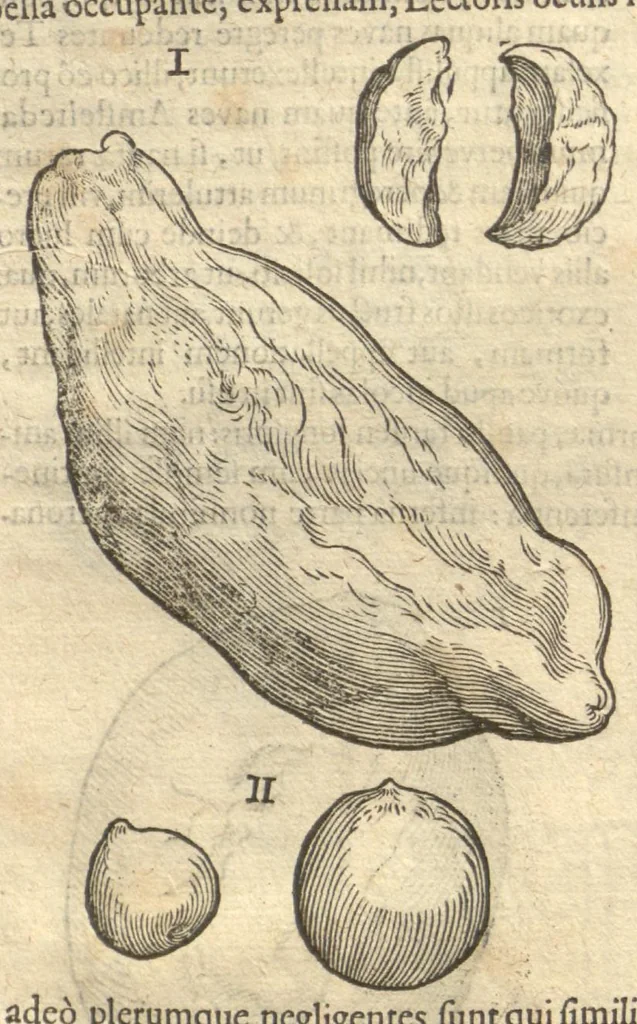 An illustration from Caroli Clvsii Atrebatis ... Exoticorvm libri decem ?quibus animalium, plantarum, aromatum, aliorum que peregrinorum fructuum historiae describuntur /item Petri Bellonii observationes ; eodem Carolo Clusio interprete ; series totius operis post praefationem indicabitur., 1605, leaf 49