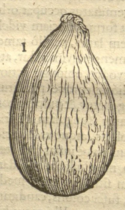 An illustration from Caroli Clvsii Atrebatis ... Exoticorvm libri decem ?quibus animalium, plantarum, aromatum, aliorum que peregrinorum fructuum historiae describuntur /item Petri Bellonii observationes ; eodem Carolo Clusio interprete ; series totius operis post praefationem indicabitur., 1605, leaf 49