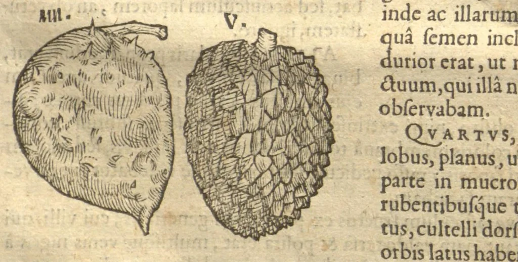 An illustration from Caroli Clvsii Atrebatis ... Exoticorvm libri decem ?quibus animalium, plantarum, aromatum, aliorum que peregrinorum fructuum historiae describuntur /item Petri Bellonii observationes ; eodem Carolo Clusio interprete ; series totius operis post praefationem indicabitur., 1605, leaf 51