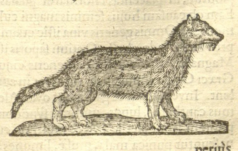 An illustration from Caroli Clvsii Atrebatis ... Exoticorvm libri decem ?quibus animalium, plantarum, aromatum, aliorum que peregrinorum fructuum historiae describuntur /item Petri Bellonii observationes ; eodem Carolo Clusio interprete ; series totius operis post praefationem indicabitur., 1605, leaf 589