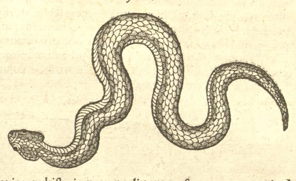 An illustration from Caroli Clvsii Atrebatis ... Exoticorvm libri decem ?quibus animalium, plantarum, aromatum, aliorum que peregrinorum fructuum historiae describuntur /item Petri Bellonii observationes ; eodem Carolo Clusio interprete ; series totius operis post praefationem indicabitur., 1605, leaf 698