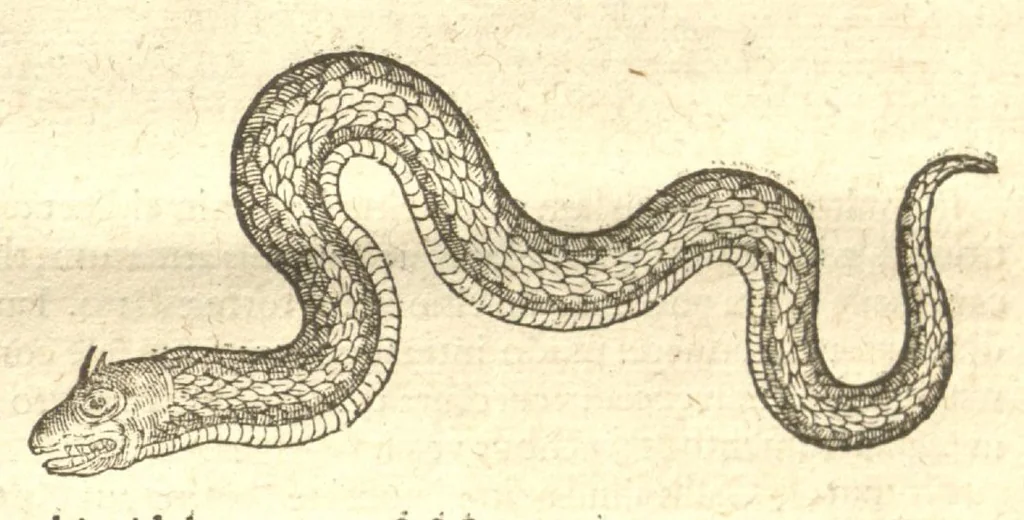 An illustration from Caroli Clvsii Atrebatis ... Exoticorvm libri decem ?quibus animalium, plantarum, aromatum, aliorum que peregrinorum fructuum historiae describuntur /item Petri Bellonii observationes ; eodem Carolo Clusio interprete ; series totius operis post praefationem indicabitur., 1605, leaf 698