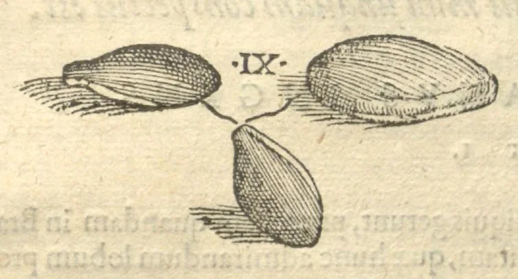 An illustration from Caroli Clvsii Atrebatis ... Exoticorvm libri decem ?quibus animalium, plantarum, aromatum, aliorum que peregrinorum fructuum historiae describuntur /item Petri Bellonii observationes ; eodem Carolo Clusio interprete ; series totius operis post praefationem indicabitur., 1605, leaf 74