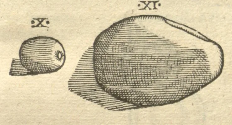 An illustration from Caroli Clvsii Atrebatis ... Exoticorvm libri decem ?quibus animalium, plantarum, aromatum, aliorum que peregrinorum fructuum historiae describuntur /item Petri Bellonii observationes ; eodem Carolo Clusio interprete ; series totius operis post praefationem indicabitur., 1605, leaf 74
