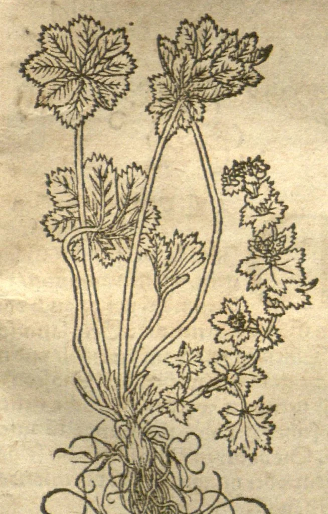 An illustration from Kreu?terbuch contrafayt vollkummen nach rechter warer beschreibung der alten leerer und a?rtzt ?sampt einer gemeynen ynleytung der Kreuter urhab erkatnussz brauch lob un herzlicheit /durch Otho Brunfels., 1534, leaf 100