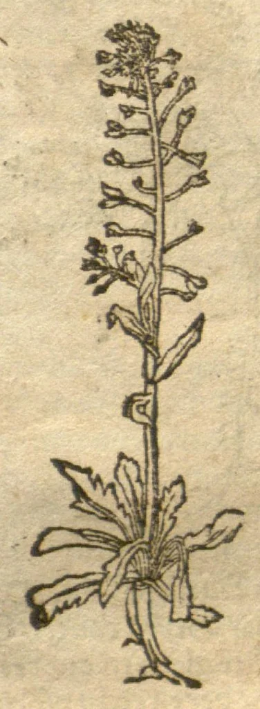 An illustration from Kreu?terbuch contrafayt vollkummen nach rechter warer beschreibung der alten leerer und a?rtzt ?sampt einer gemeynen ynleytung der Kreuter urhab erkatnussz brauch lob un herzlicheit /durch Otho Brunfels., 1534, leaf 102