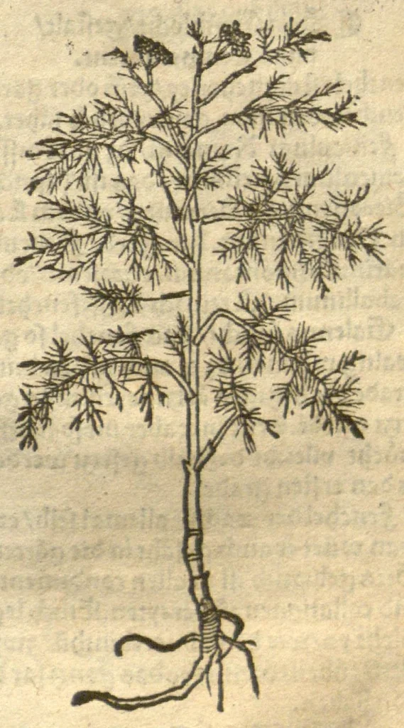 An illustration from Kreu?terbuch contrafayt vollkummen nach rechter warer beschreibung der alten leerer und a?rtzt ?sampt einer gemeynen ynleytung der Kreuter urhab erkatnussz brauch lob un herzlicheit /durch Otho Brunfels., 1534, leaf 110