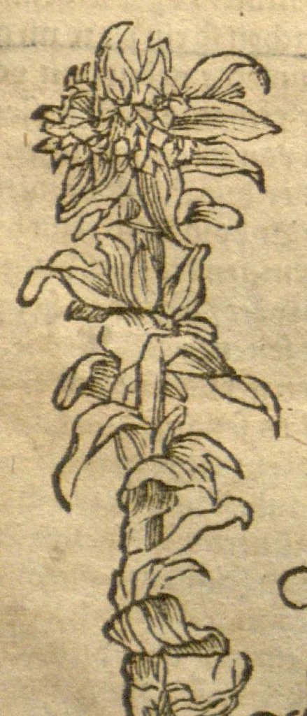 An illustration from Kreu?terbuch contrafayt vollkummen nach rechter warer beschreibung der alten leerer und a?rtzt ?sampt einer gemeynen ynleytung der Kreuter urhab erkatnussz brauch lob un herzlicheit /durch Otho Brunfels., 1534, leaf 119