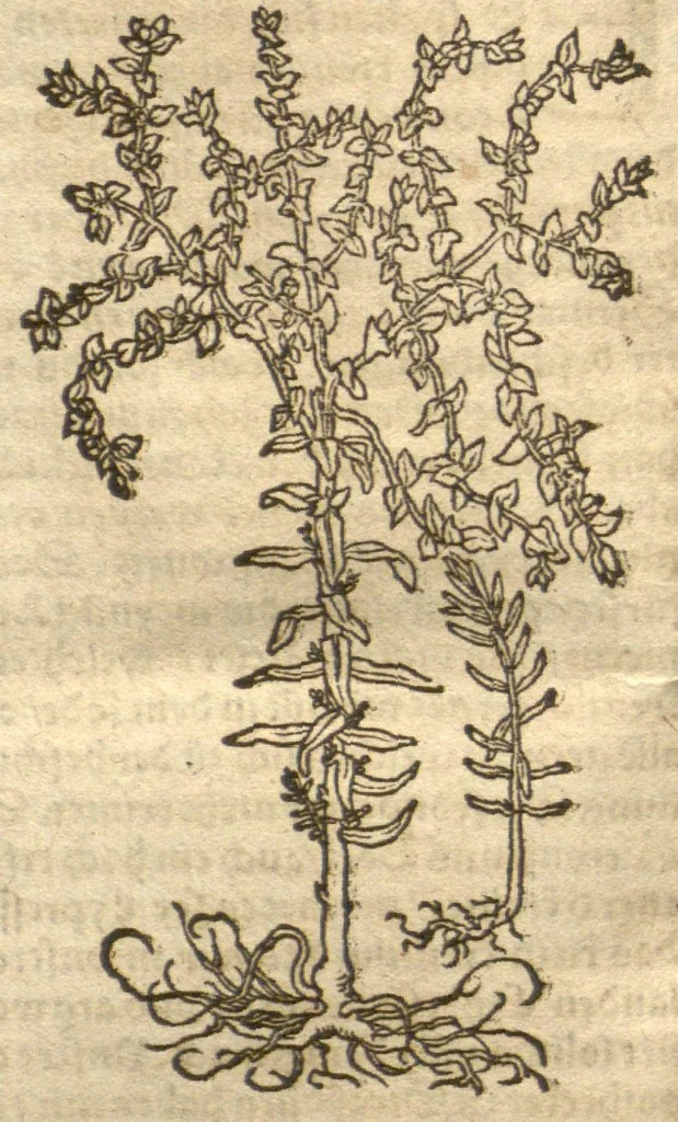 An illustration from Kreu?terbuch contrafayt vollkummen nach rechter warer beschreibung der alten leerer und a?rtzt ?sampt einer gemeynen ynleytung der Kreuter urhab erkatnussz brauch lob un herzlicheit /durch Otho Brunfels., 1534, leaf 125