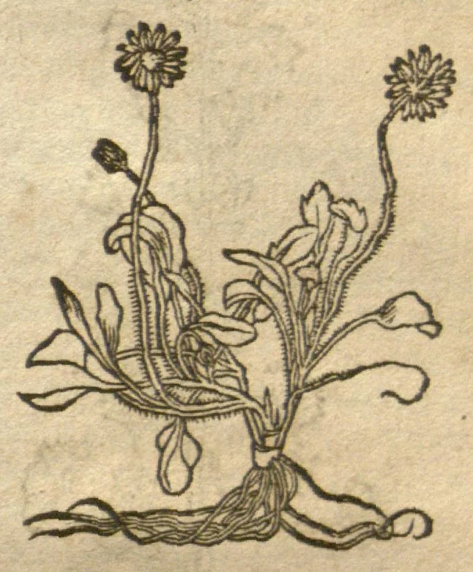 An illustration from Kreu?terbuch contrafayt vollkummen nach rechter warer beschreibung der alten leerer und a?rtzt ?sampt einer gemeynen ynleytung der Kreuter urhab erkatnussz brauch lob un herzlicheit /durch Otho Brunfels., 1534, leaf 128