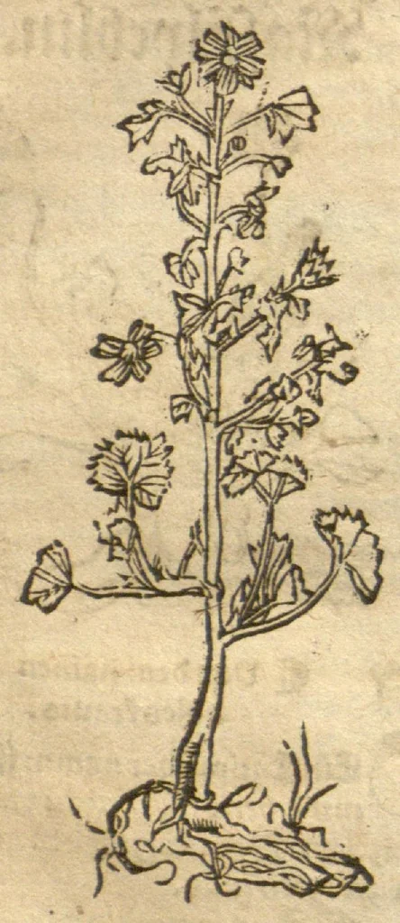 An illustration from Kreu?terbuch contrafayt vollkummen nach rechter warer beschreibung der alten leerer und a?rtzt ?sampt einer gemeynen ynleytung der Kreuter urhab erkatnussz brauch lob un herzlicheit /durch Otho Brunfels., 1534, leaf 129