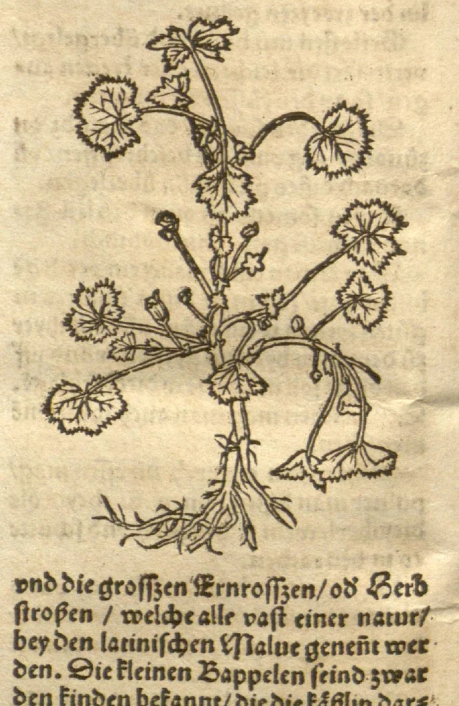 An illustration from Kreu?terbuch contrafayt vollkummen nach rechter warer beschreibung der alten leerer und a?rtzt ?sampt einer gemeynen ynleytung der Kreuter urhab erkatnussz brauch lob un herzlicheit /durch Otho Brunfels., 1534, leaf 129