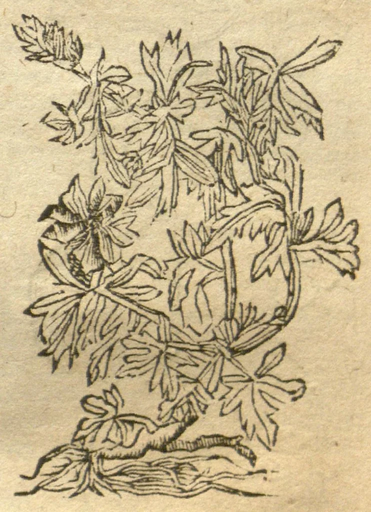 An illustration from Kreu?terbuch contrafayt vollkummen nach rechter warer beschreibung der alten leerer und a?rtzt ?sampt einer gemeynen ynleytung der Kreuter urhab erkatnussz brauch lob un herzlicheit /durch Otho Brunfels., 1534, leaf 132