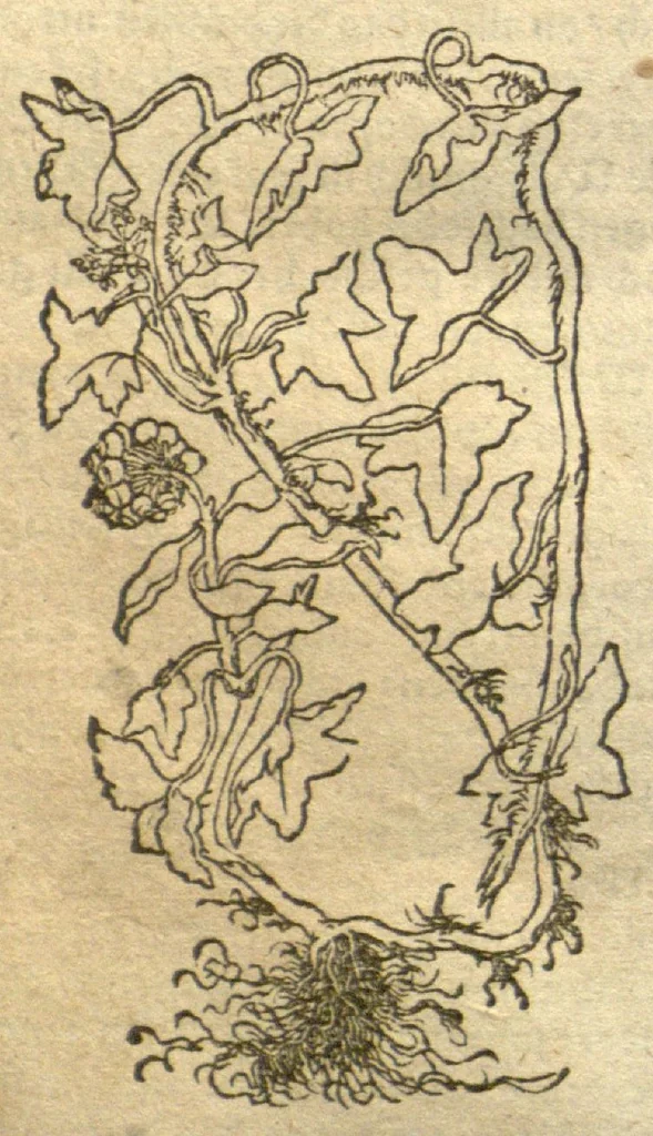 An illustration from Kreu?terbuch contrafayt vollkummen nach rechter warer beschreibung der alten leerer und a?rtzt ?sampt einer gemeynen ynleytung der Kreuter urhab erkatnussz brauch lob un herzlicheit /durch Otho Brunfels., 1534, leaf 135