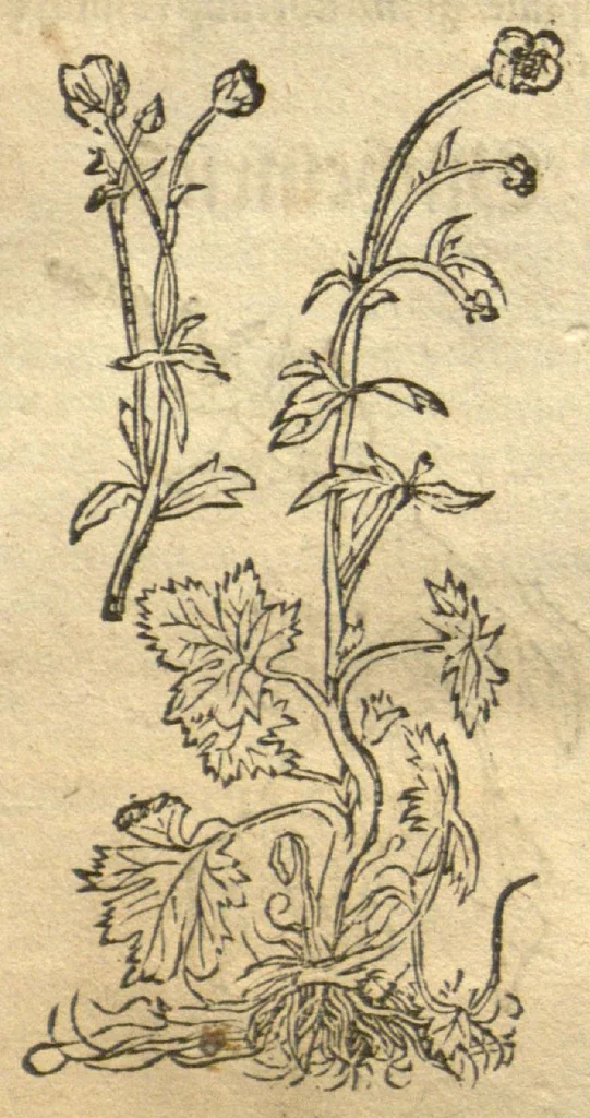 An illustration from Kreu?terbuch contrafayt vollkummen nach rechter warer beschreibung der alten leerer und a?rtzt ?sampt einer gemeynen ynleytung der Kreuter urhab erkatnussz brauch lob un herzlicheit /durch Otho Brunfels., 1534, leaf 141