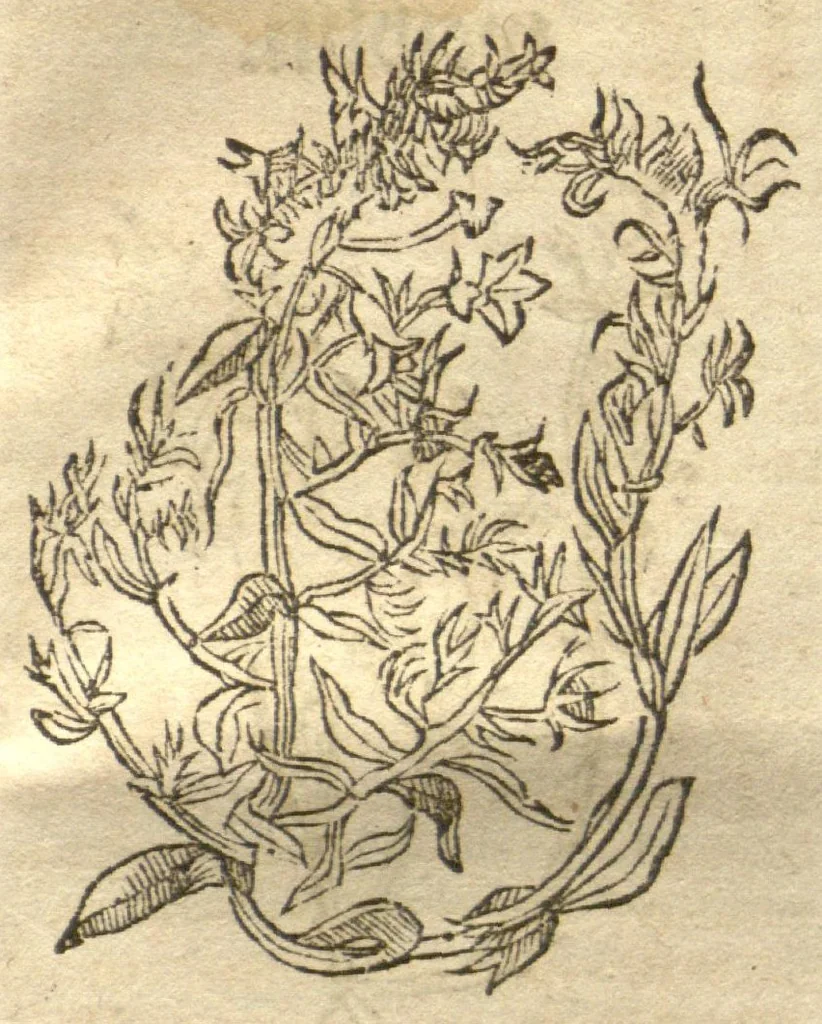An illustration from Kreu?terbuch contrafayt vollkummen nach rechter warer beschreibung der alten leerer und a?rtzt ?sampt einer gemeynen ynleytung der Kreuter urhab erkatnussz brauch lob un herzlicheit /durch Otho Brunfels., 1534, leaf 152