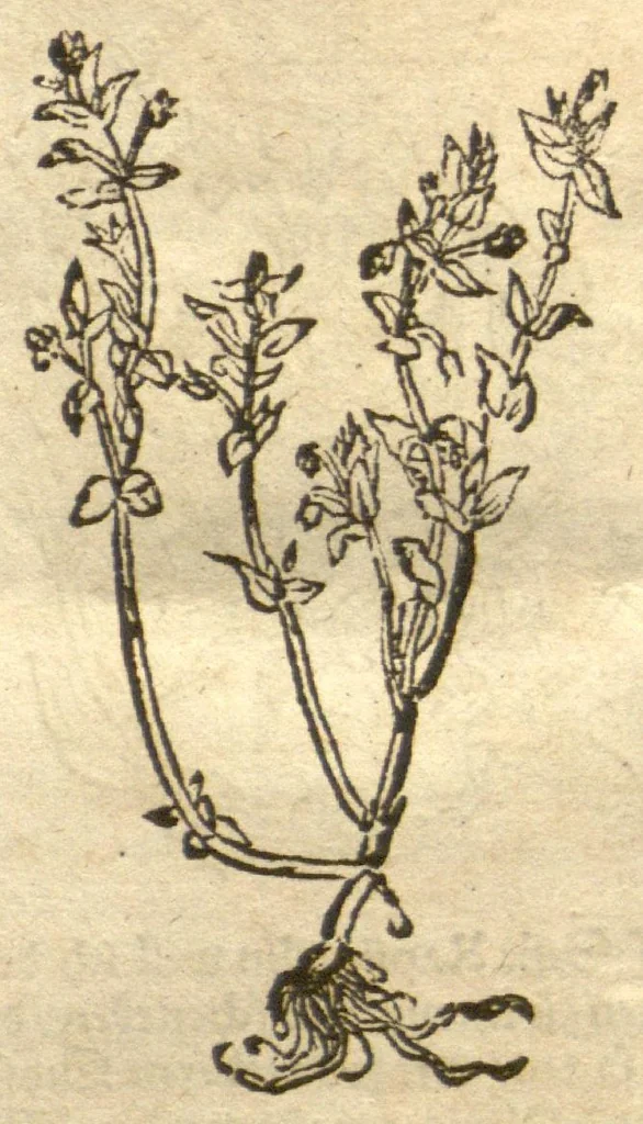An illustration from Kreu?terbuch contrafayt vollkummen nach rechter warer beschreibung der alten leerer und a?rtzt ?sampt einer gemeynen ynleytung der Kreuter urhab erkatnussz brauch lob un herzlicheit /durch Otho Brunfels., 1534, leaf 153