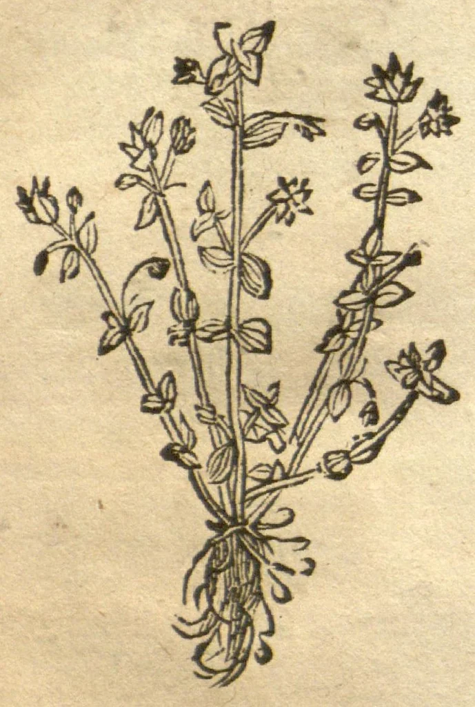 An illustration from Kreu?terbuch contrafayt vollkummen nach rechter warer beschreibung der alten leerer und a?rtzt ?sampt einer gemeynen ynleytung der Kreuter urhab erkatnussz brauch lob un herzlicheit /durch Otho Brunfels., 1534, leaf 153