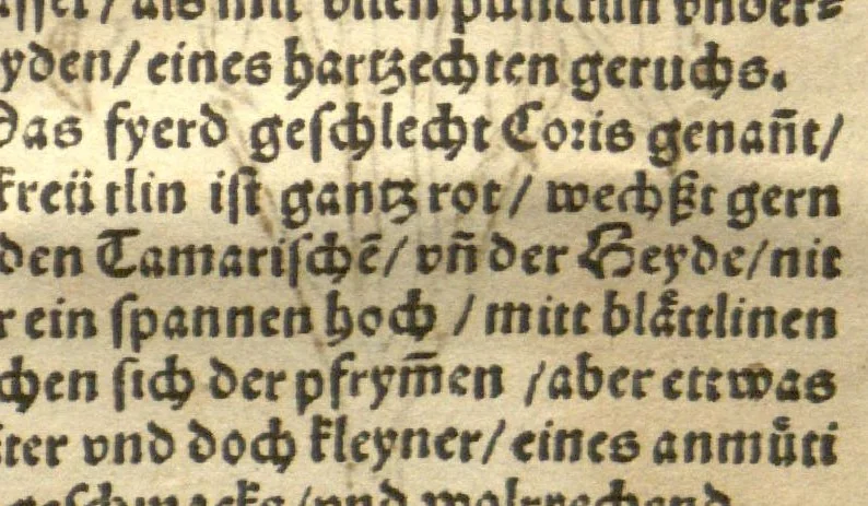 An illustration from Kreu?terbuch contrafayt vollkummen nach rechter warer beschreibung der alten leerer und a?rtzt ?sampt einer gemeynen ynleytung der Kreuter urhab erkatnussz brauch lob un herzlicheit /durch Otho Brunfels., 1534, leaf 178