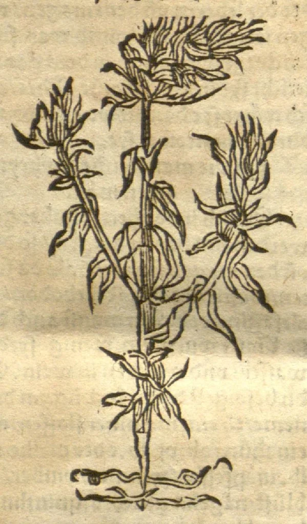 An illustration from Kreu?terbuch contrafayt vollkummen nach rechter warer beschreibung der alten leerer und a?rtzt ?sampt einer gemeynen ynleytung der Kreuter urhab erkatnussz brauch lob un herzlicheit /durch Otho Brunfels., 1534, leaf 183
