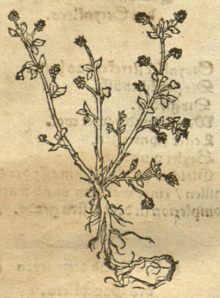 An illustration from Kreu?terbuch contrafayt vollkummen nach rechter warer beschreibung der alten leerer und a?rtzt ?sampt einer gemeynen ynleytung der Kreuter urhab erkatnussz brauch lob un herzlicheit /durch Otho Brunfels., 1534, leaf 185
