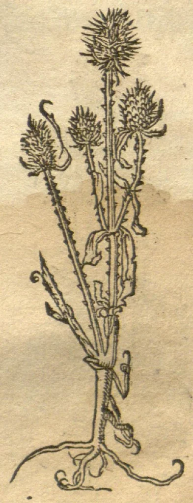 An illustration from Kreu?terbuch contrafayt vollkummen nach rechter warer beschreibung der alten leerer und a?rtzt ?sampt einer gemeynen ynleytung der Kreuter urhab erkatnussz brauch lob un herzlicheit /durch Otho Brunfels., 1534, leaf 190