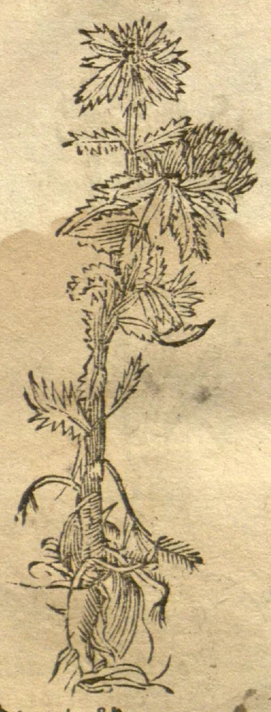 An illustration from Kreu?terbuch contrafayt vollkummen nach rechter warer beschreibung der alten leerer und a?rtzt ?sampt einer gemeynen ynleytung der Kreuter urhab erkatnussz brauch lob un herzlicheit /durch Otho Brunfels., 1534, leaf 191