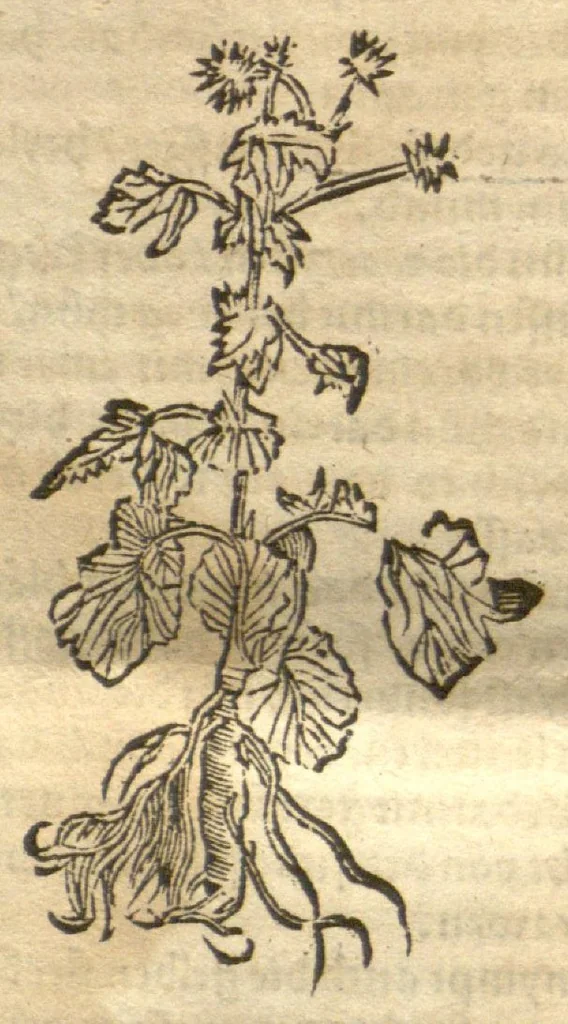An illustration from Kreu?terbuch contrafayt vollkummen nach rechter warer beschreibung der alten leerer und a?rtzt ?sampt einer gemeynen ynleytung der Kreuter urhab erkatnussz brauch lob un herzlicheit /durch Otho Brunfels., 1534, leaf 193