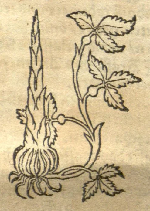 An illustration from Kreu?terbuch contrafayt vollkummen nach rechter warer beschreibung der alten leerer und a?rtzt ?sampt einer gemeynen ynleytung der Kreuter urhab erkatnussz brauch lob un herzlicheit /durch Otho Brunfels., 1534, leaf 198