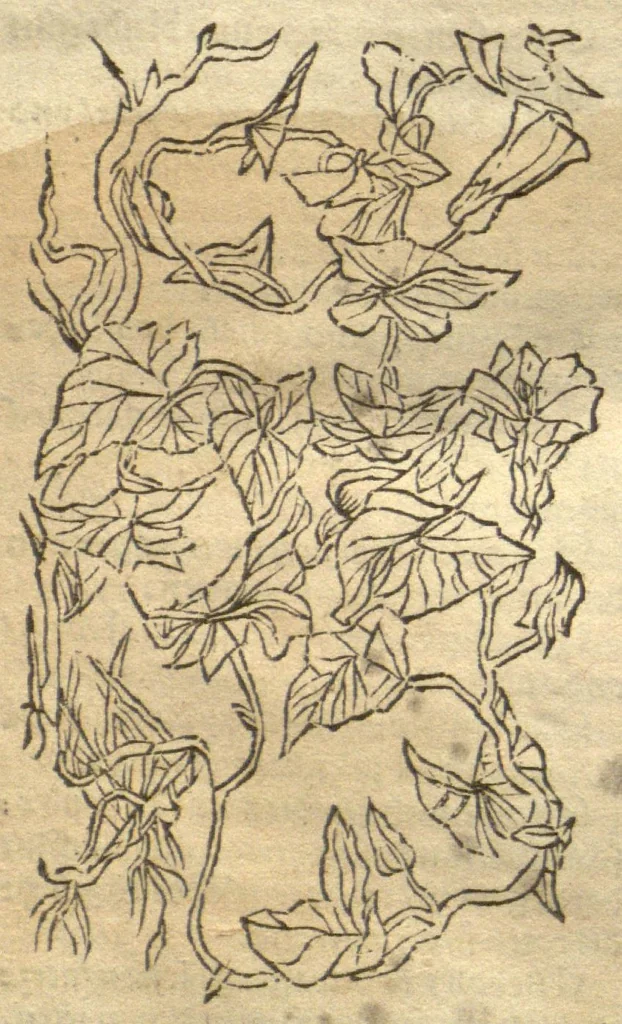 An illustration from Kreu?terbuch contrafayt vollkummen nach rechter warer beschreibung der alten leerer und a?rtzt ?sampt einer gemeynen ynleytung der Kreuter urhab erkatnussz brauch lob un herzlicheit /durch Otho Brunfels., 1534, leaf 203