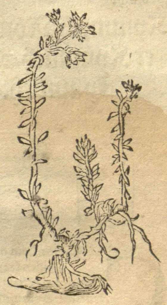 An illustration from Kreu?terbuch contrafayt vollkummen nach rechter warer beschreibung der alten leerer und a?rtzt ?sampt einer gemeynen ynleytung der Kreuter urhab erkatnussz brauch lob un herzlicheit /durch Otho Brunfels., 1534, leaf 204