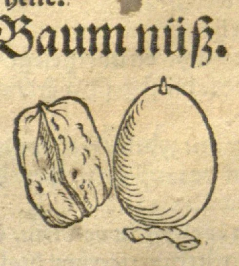 An illustration from Kreu?terbuch contrafayt vollkummen nach rechter warer beschreibung der alten leerer und a?rtzt ?sampt einer gemeynen ynleytung der Kreuter urhab erkatnussz brauch lob un herzlicheit /durch Otho Brunfels., 1534, leaf 206