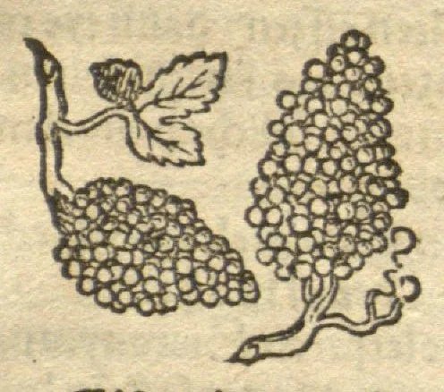 An illustration from Kreu?terbuch contrafayt vollkummen nach rechter warer beschreibung der alten leerer und a?rtzt ?sampt einer gemeynen ynleytung der Kreuter urhab erkatnussz brauch lob un herzlicheit /durch Otho Brunfels., 1534, leaf 208