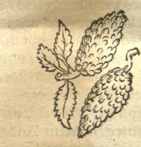 An illustration from Kreu?terbuch contrafayt vollkummen nach rechter warer beschreibung der alten leerer und a?rtzt ?sampt einer gemeynen ynleytung der Kreuter urhab erkatnussz brauch lob un herzlicheit /durch Otho Brunfels., 1534, leaf 213