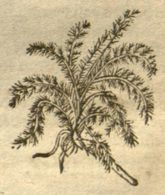 An illustration from Kreu?terbuch contrafayt vollkummen nach rechter warer beschreibung der alten leerer und a?rtzt ?sampt einer gemeynen ynleytung der Kreuter urhab erkatnussz brauch lob un herzlicheit /durch Otho Brunfels., 1534, leaf 216
