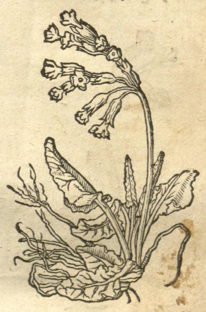 An illustration from Kreu?terbuch contrafayt vollkummen nach rechter warer beschreibung der alten leerer und a?rtzt ?sampt einer gemeynen ynleytung der Kreuter urhab erkatnussz brauch lob un herzlicheit /durch Otho Brunfels., 1534, leaf 40