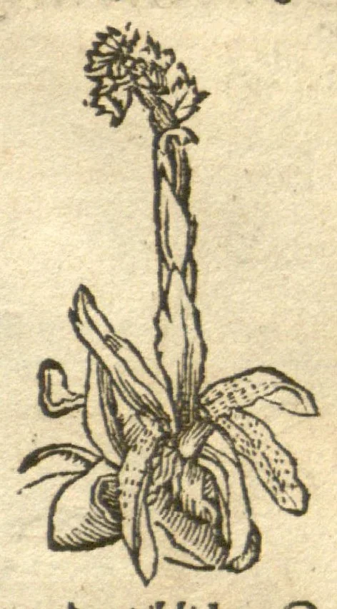 An illustration from Kreu?terbuch contrafayt vollkummen nach rechter warer beschreibung der alten leerer und a?rtzt ?sampt einer gemeynen ynleytung der Kreuter urhab erkatnussz brauch lob un herzlicheit /durch Otho Brunfels., 1534, leaf 42
