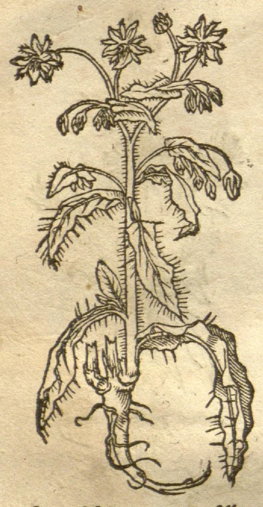 An illustration from Kreu?terbuch contrafayt vollkummen nach rechter warer beschreibung der alten leerer und a?rtzt ?sampt einer gemeynen ynleytung der Kreuter urhab erkatnussz brauch lob un herzlicheit /durch Otho Brunfels., 1534, leaf 45