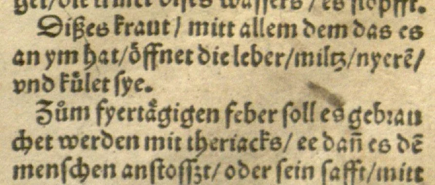 An illustration from Kreu?terbuch contrafayt vollkummen nach rechter warer beschreibung der alten leerer und a?rtzt ?sampt einer gemeynen ynleytung der Kreuter urhab erkatnussz brauch lob un herzlicheit /durch Otho Brunfels., 1534, leaf 48