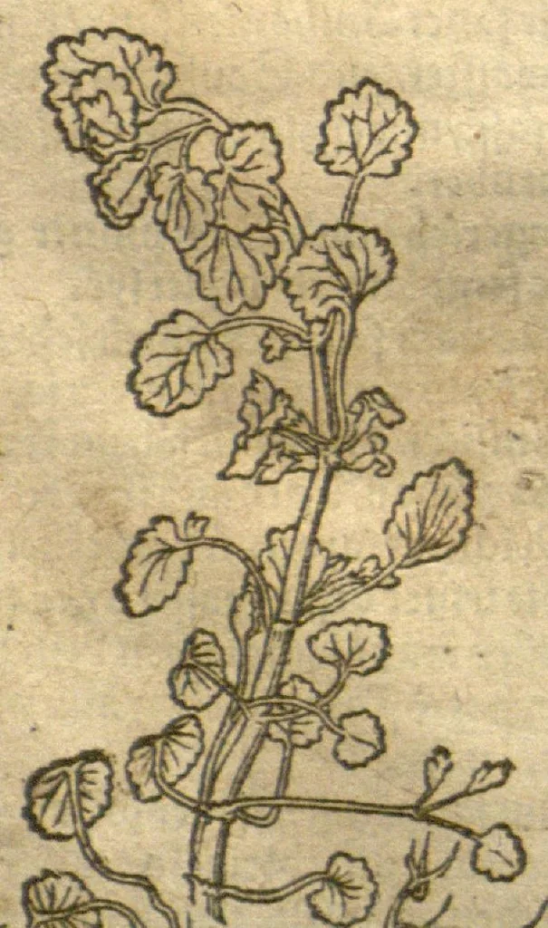 An illustration from Kreu?terbuch contrafayt vollkummen nach rechter warer beschreibung der alten leerer und a?rtzt ?sampt einer gemeynen ynleytung der Kreuter urhab erkatnussz brauch lob un herzlicheit /durch Otho Brunfels., 1534, leaf 49