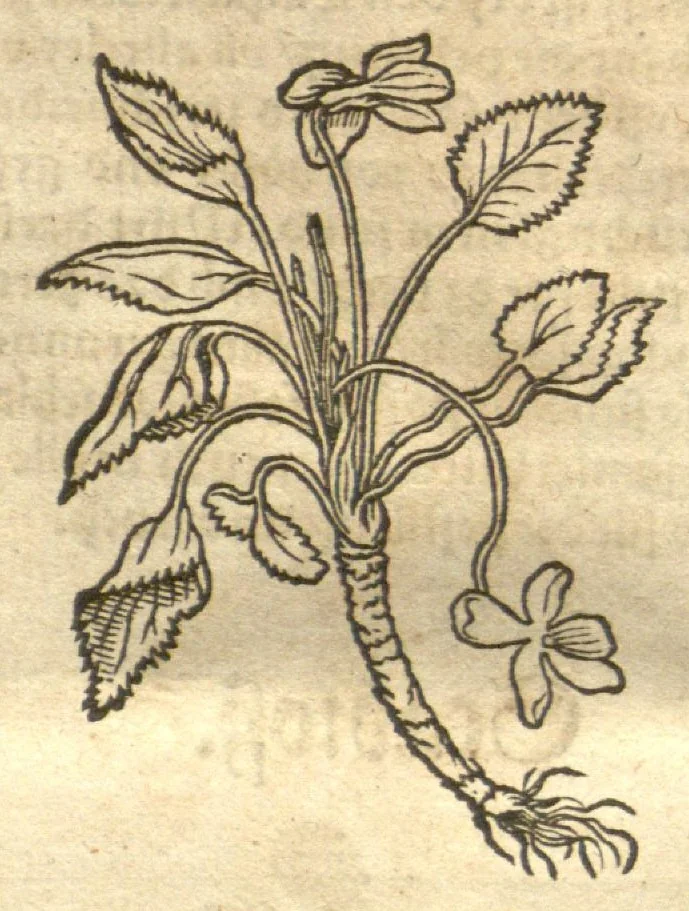 An illustration from Kreu?terbuch contrafayt vollkummen nach rechter warer beschreibung der alten leerer und a?rtzt ?sampt einer gemeynen ynleytung der Kreuter urhab erkatnussz brauch lob un herzlicheit /durch Otho Brunfels., 1534, leaf 59