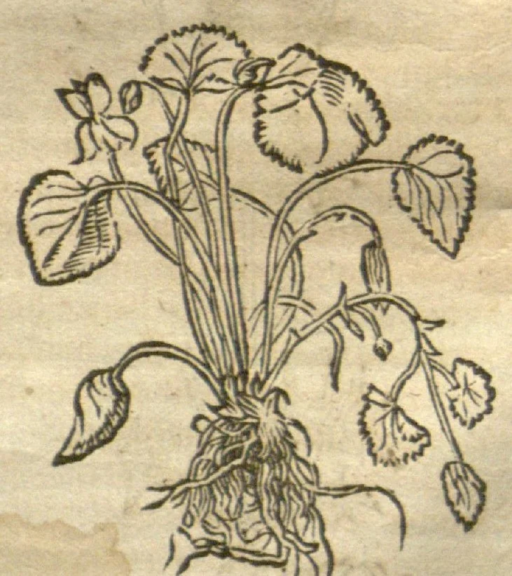 An illustration from Kreu?terbuch contrafayt vollkummen nach rechter warer beschreibung der alten leerer und a?rtzt ?sampt einer gemeynen ynleytung der Kreuter urhab erkatnussz brauch lob un herzlicheit /durch Otho Brunfels., 1534, leaf 59
