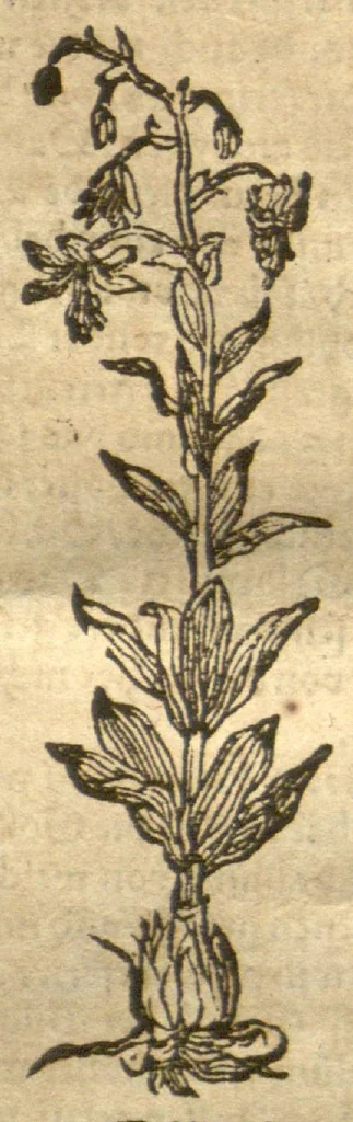An illustration from Kreu?terbuch contrafayt vollkummen nach rechter warer beschreibung der alten leerer und a?rtzt ?sampt einer gemeynen ynleytung der Kreuter urhab erkatnussz brauch lob un herzlicheit /durch Otho Brunfels., 1534, leaf 67
