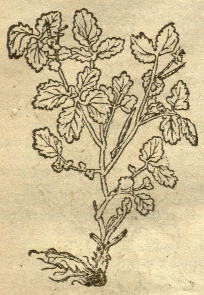 An illustration from Kreu?terbuch contrafayt vollkummen nach rechter warer beschreibung der alten leerer und a?rtzt ?sampt einer gemeynen ynleytung der Kreuter urhab erkatnussz brauch lob un herzlicheit /durch Otho Brunfels., 1534, leaf 77